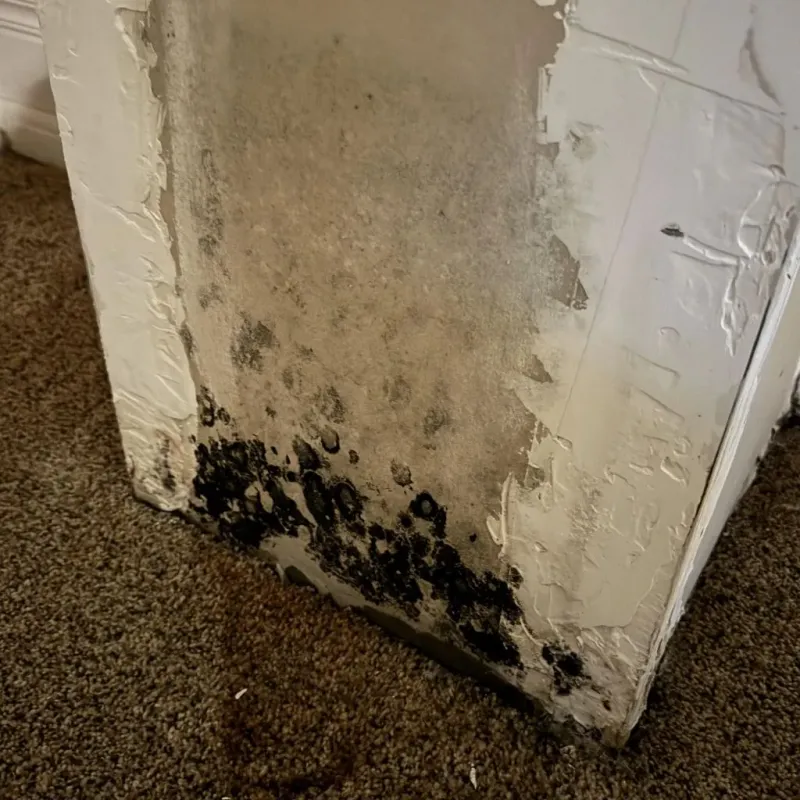 Professional Mold Removal in Sheridan, WY